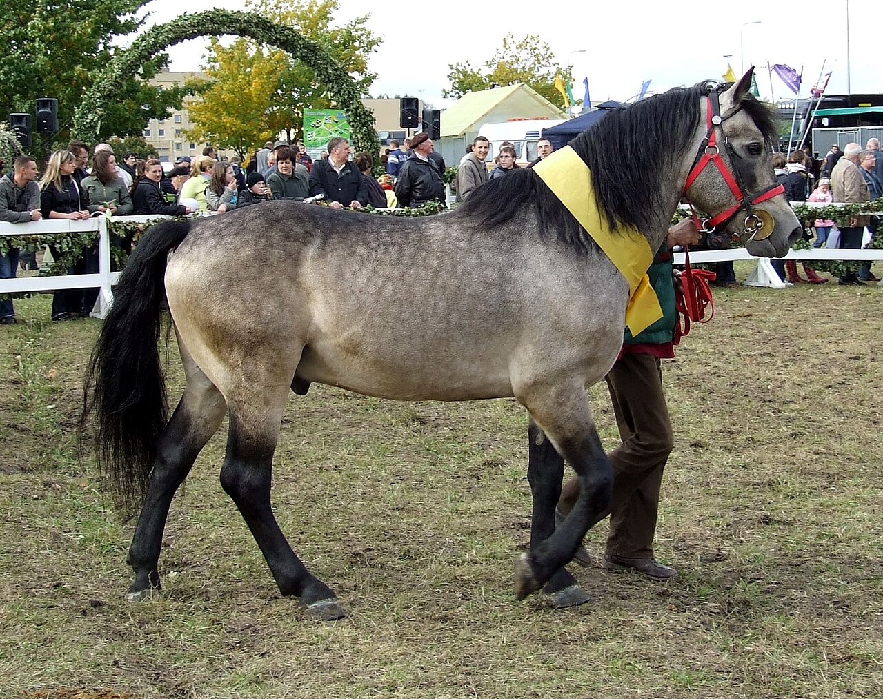 Konik żmudzki