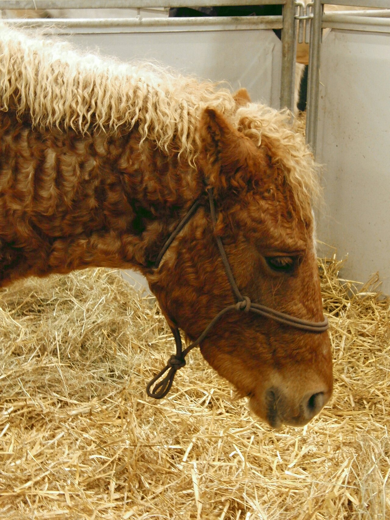 Curly Horse