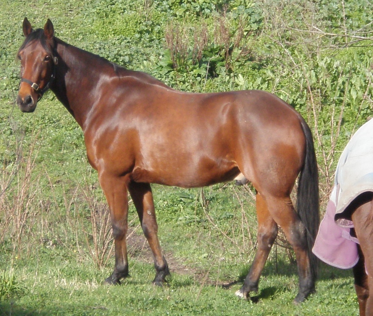 Kłusak amerykański