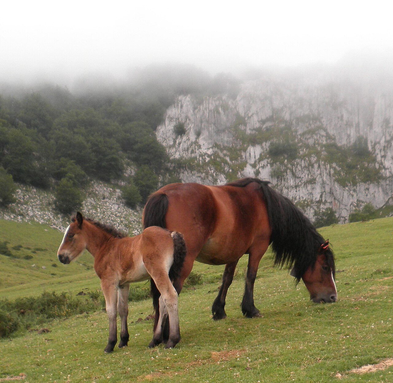 Basque Mountain Horse