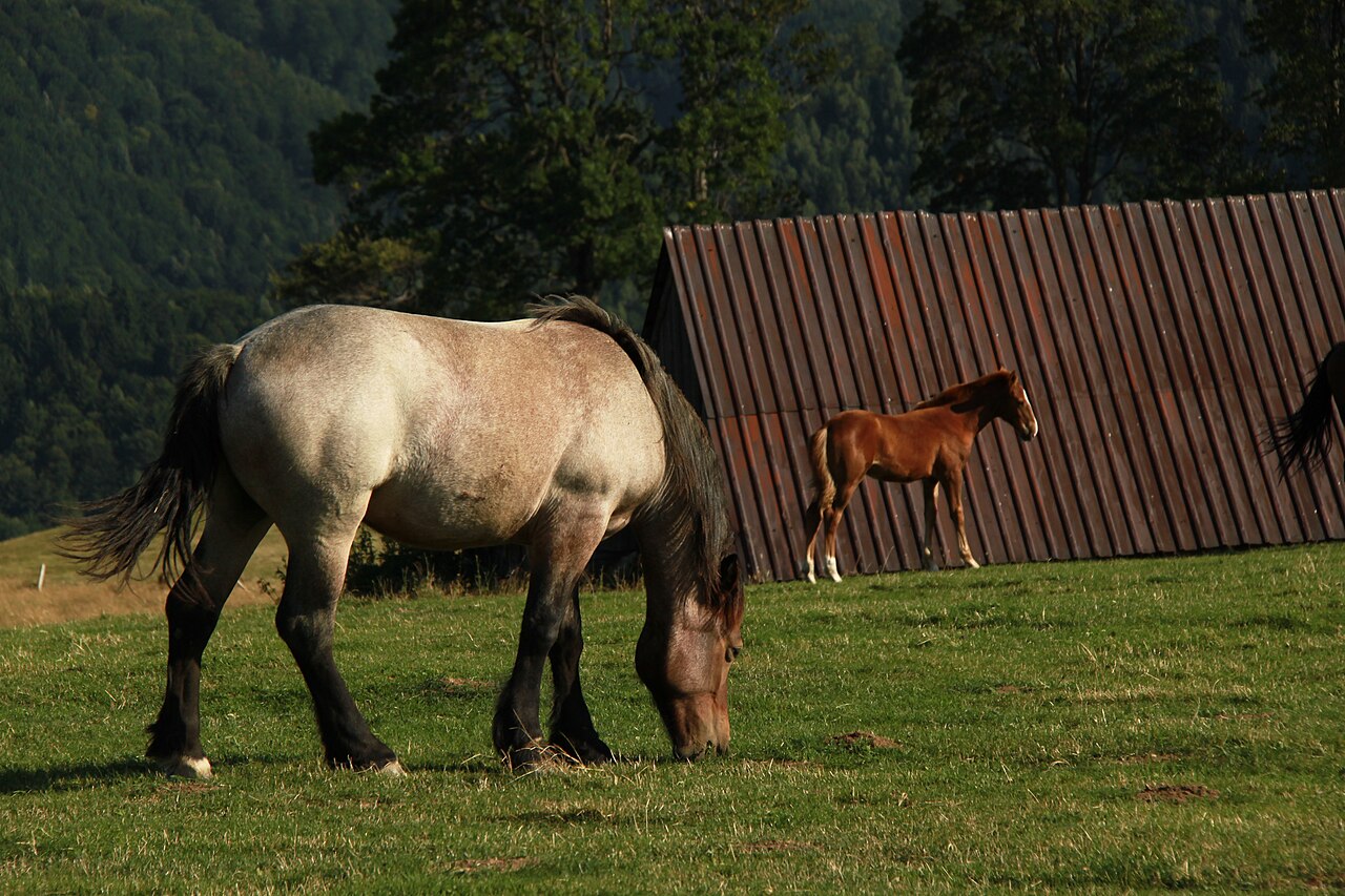 Romanian draft horse