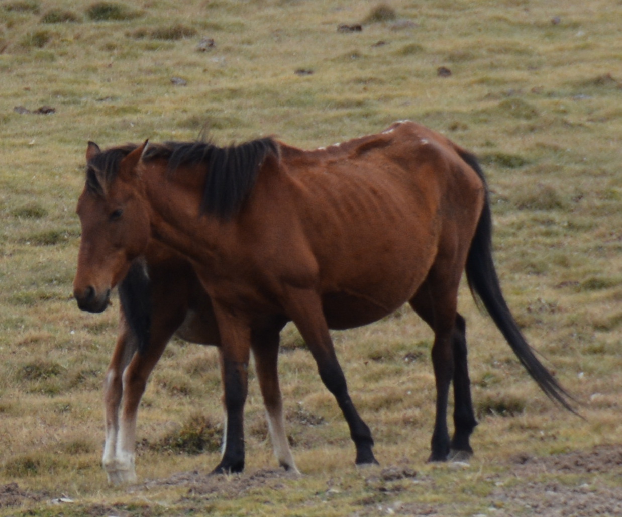 Bale horse