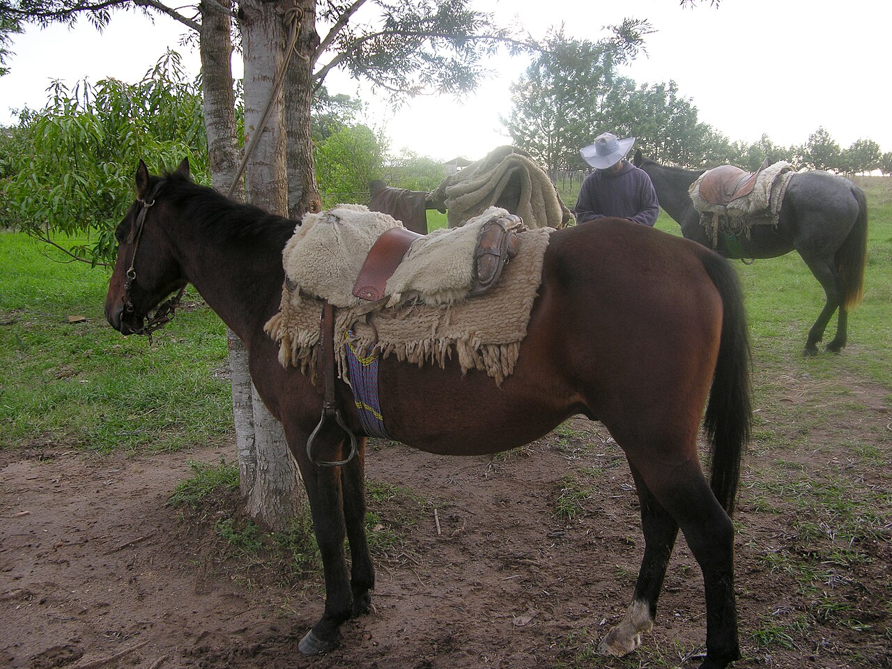 Paraguayan Criollo