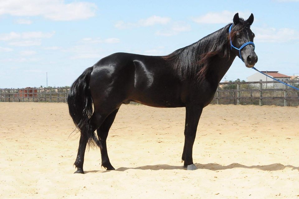 Northeastern horse