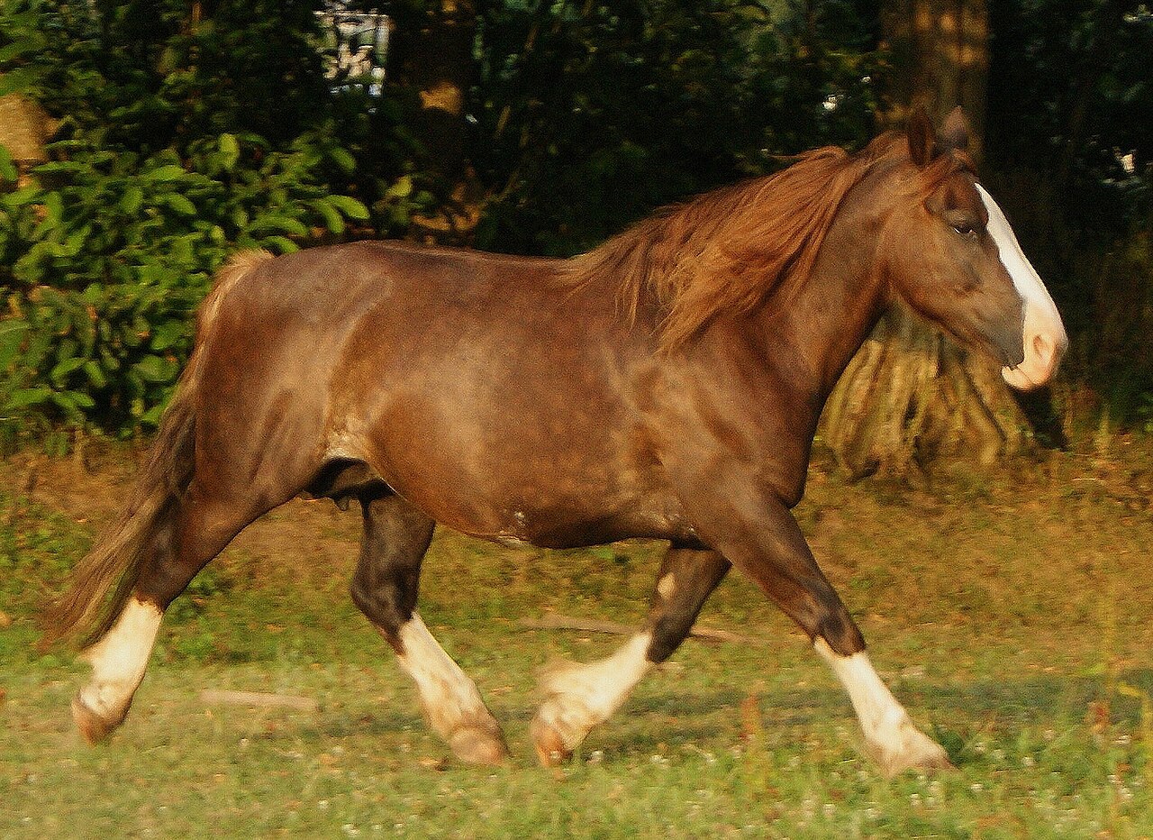 Koń bretoński