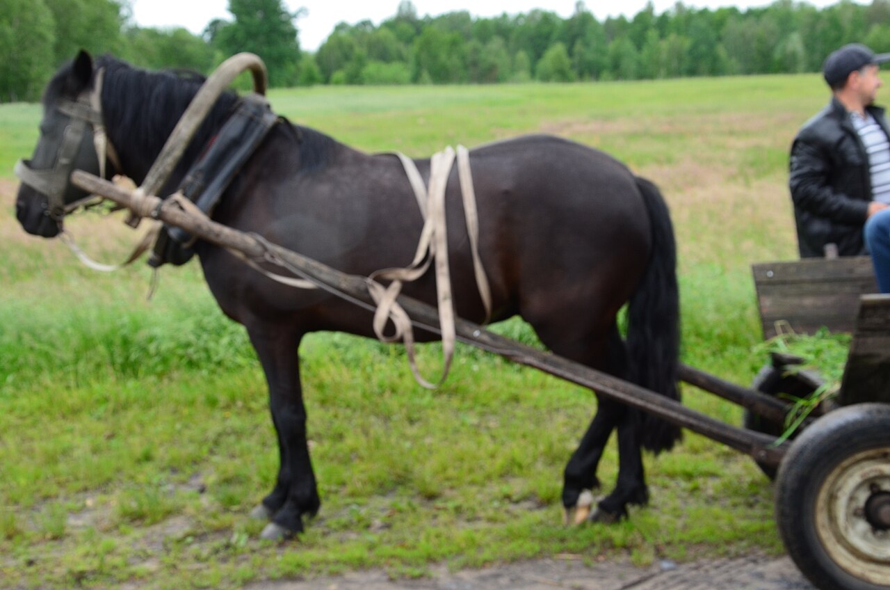 Polesskaya horse