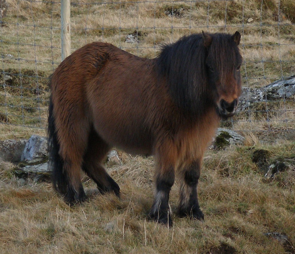 Faroe pony