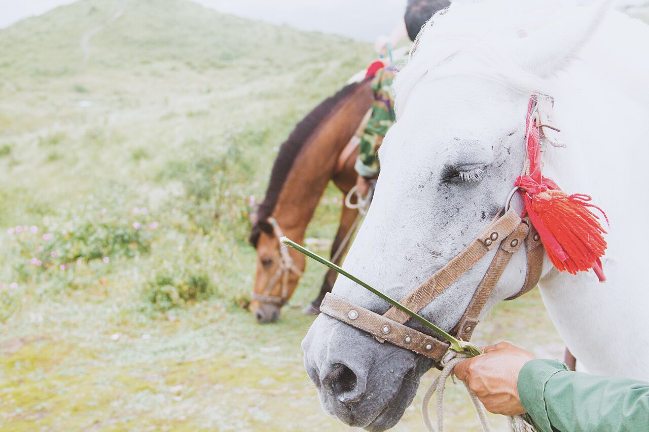 Guizhou pony