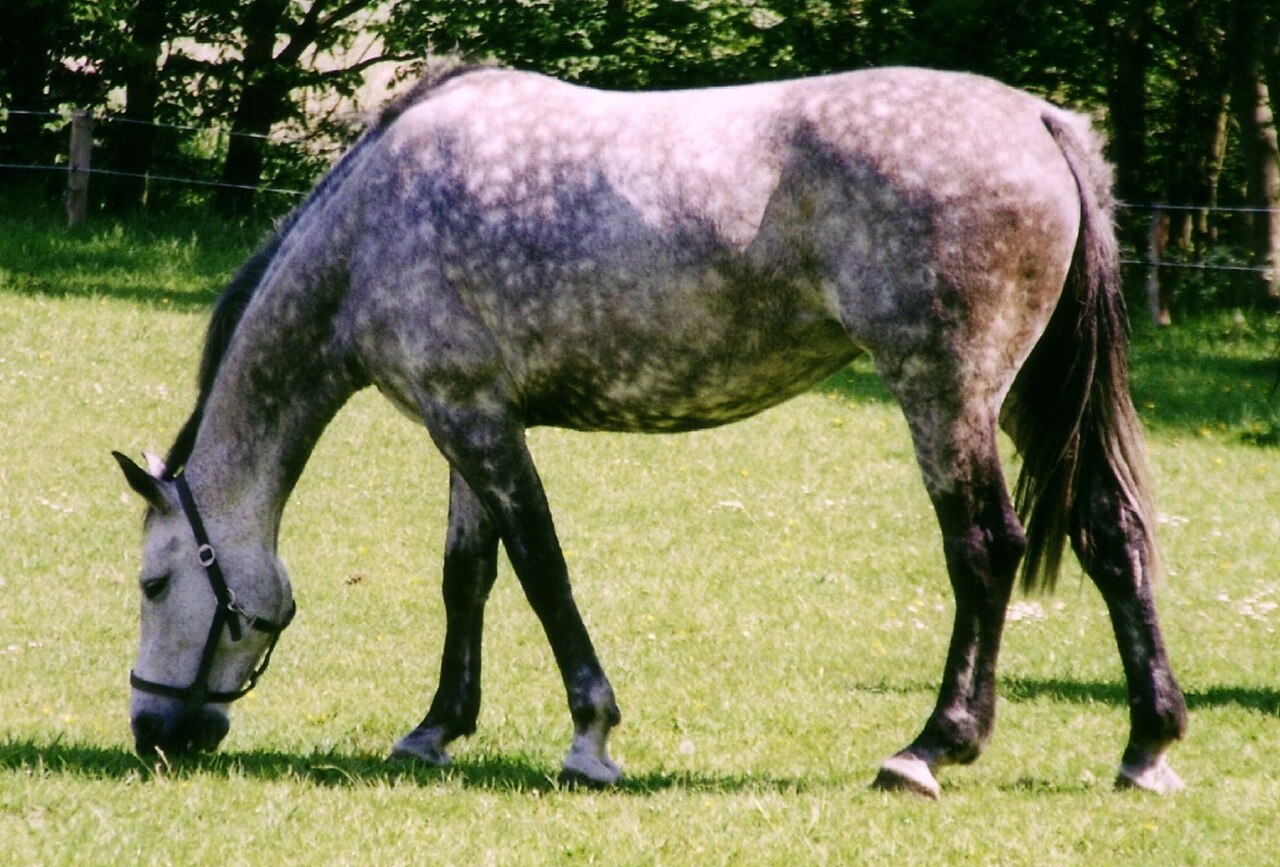 Koń holsztyński