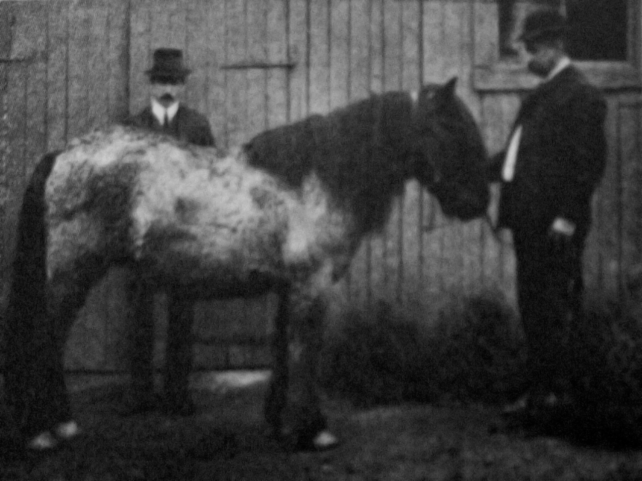 Karelian horse