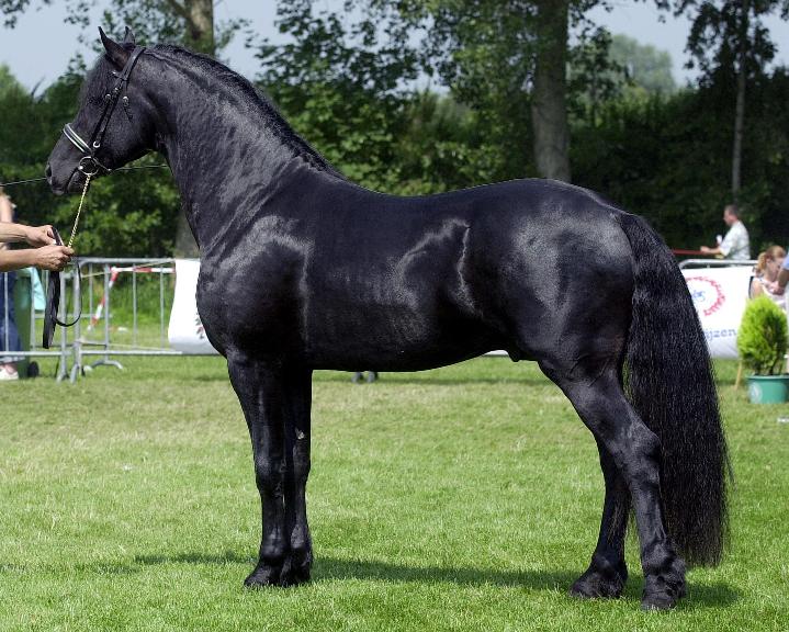 Arabo-friesian