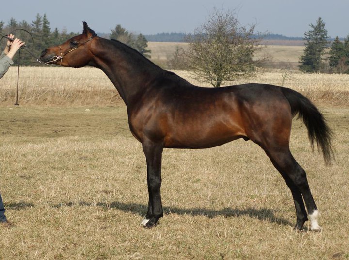Polish Arabian horse