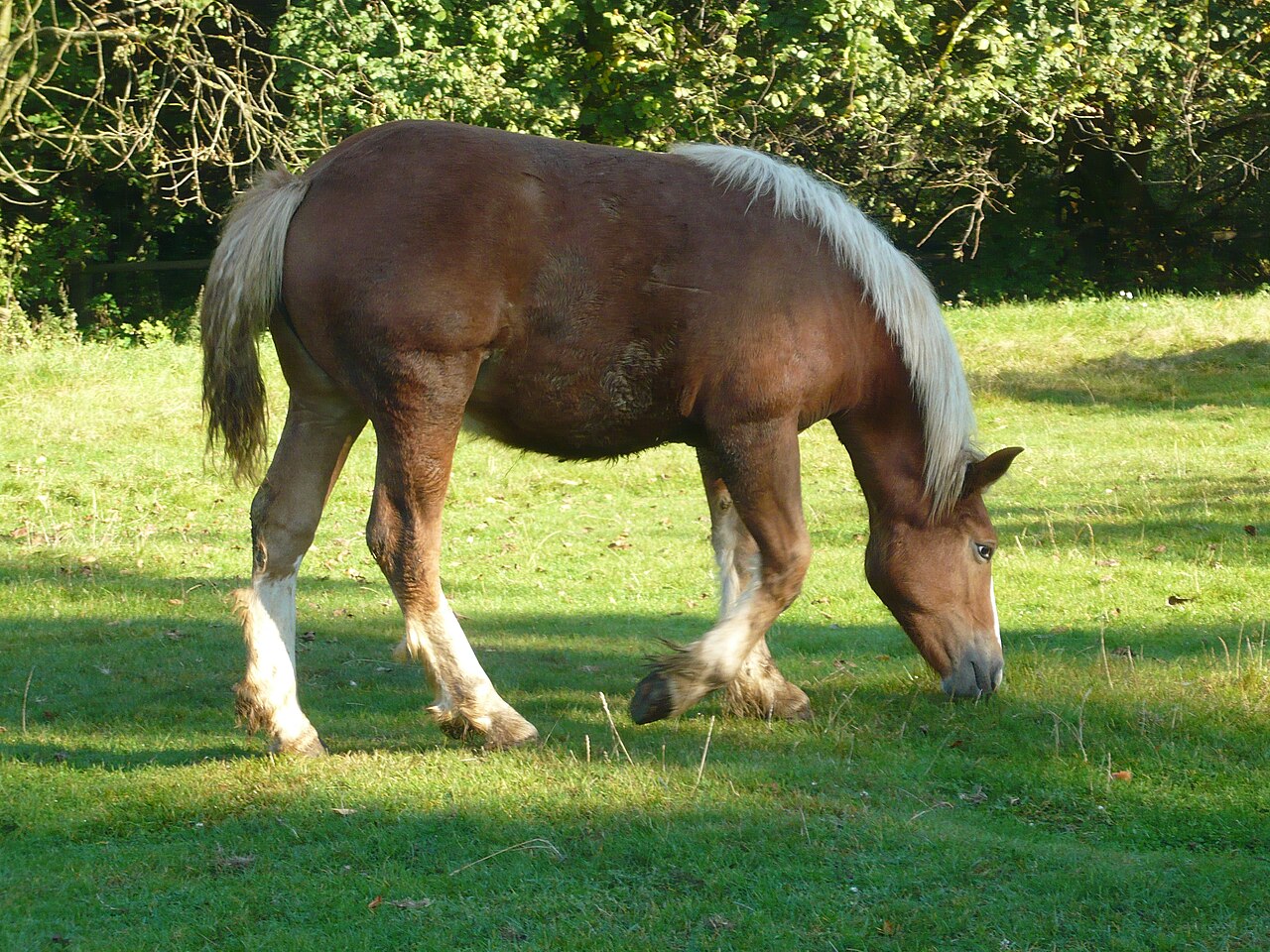 Koń sokólski