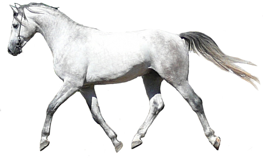 Angloarab Shagya