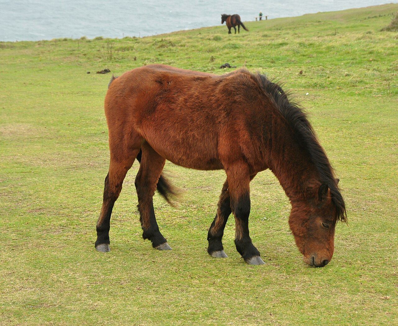 Kuc Dartmoor