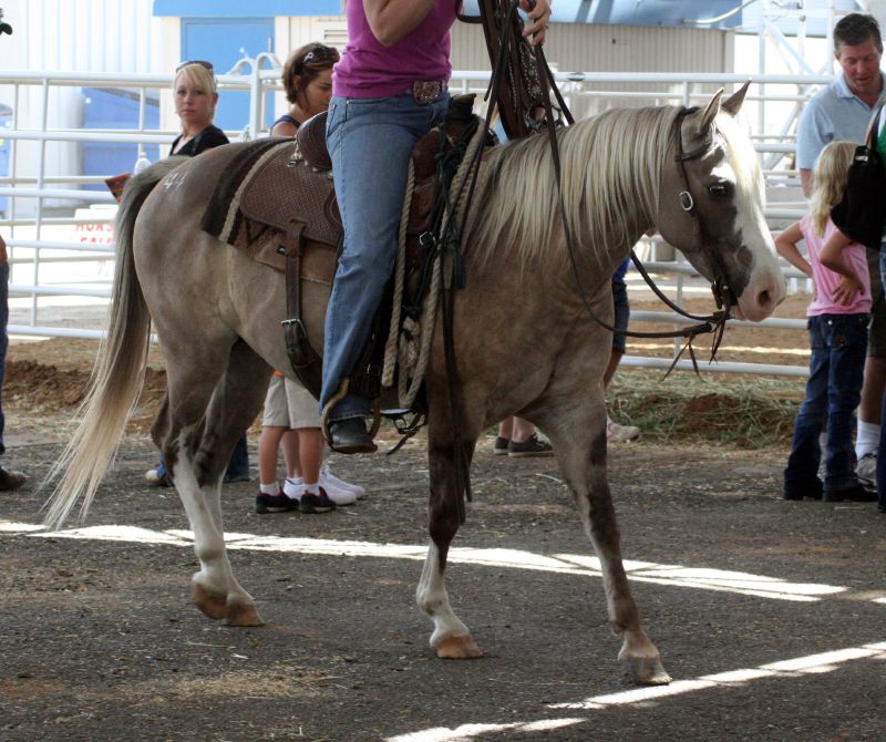 Quarter pony