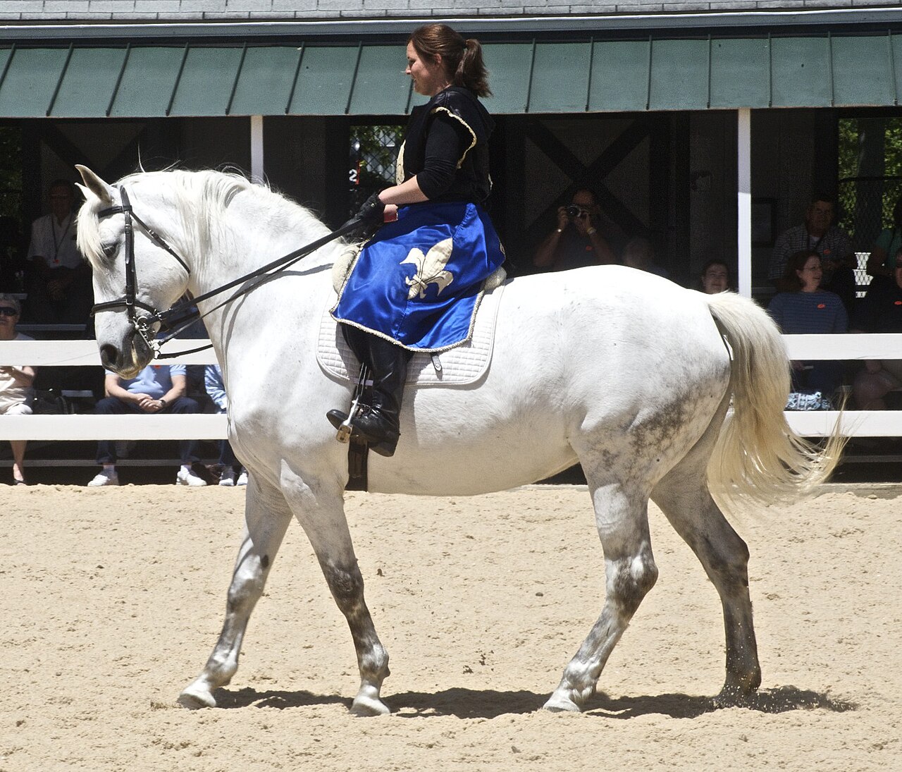 Spanish-Norman horse