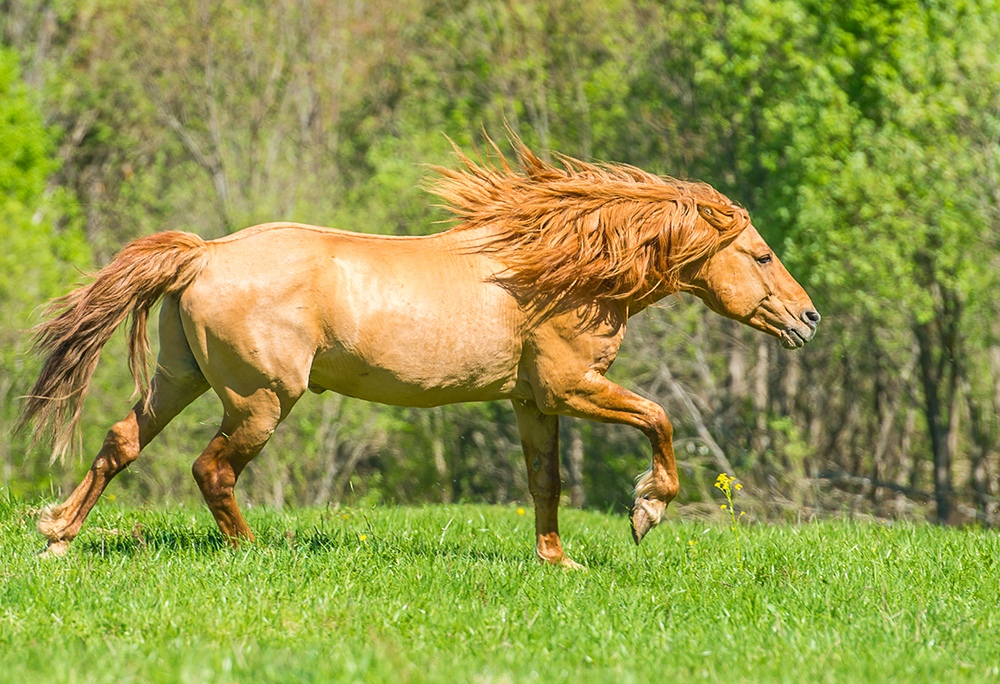 Bashkir horse