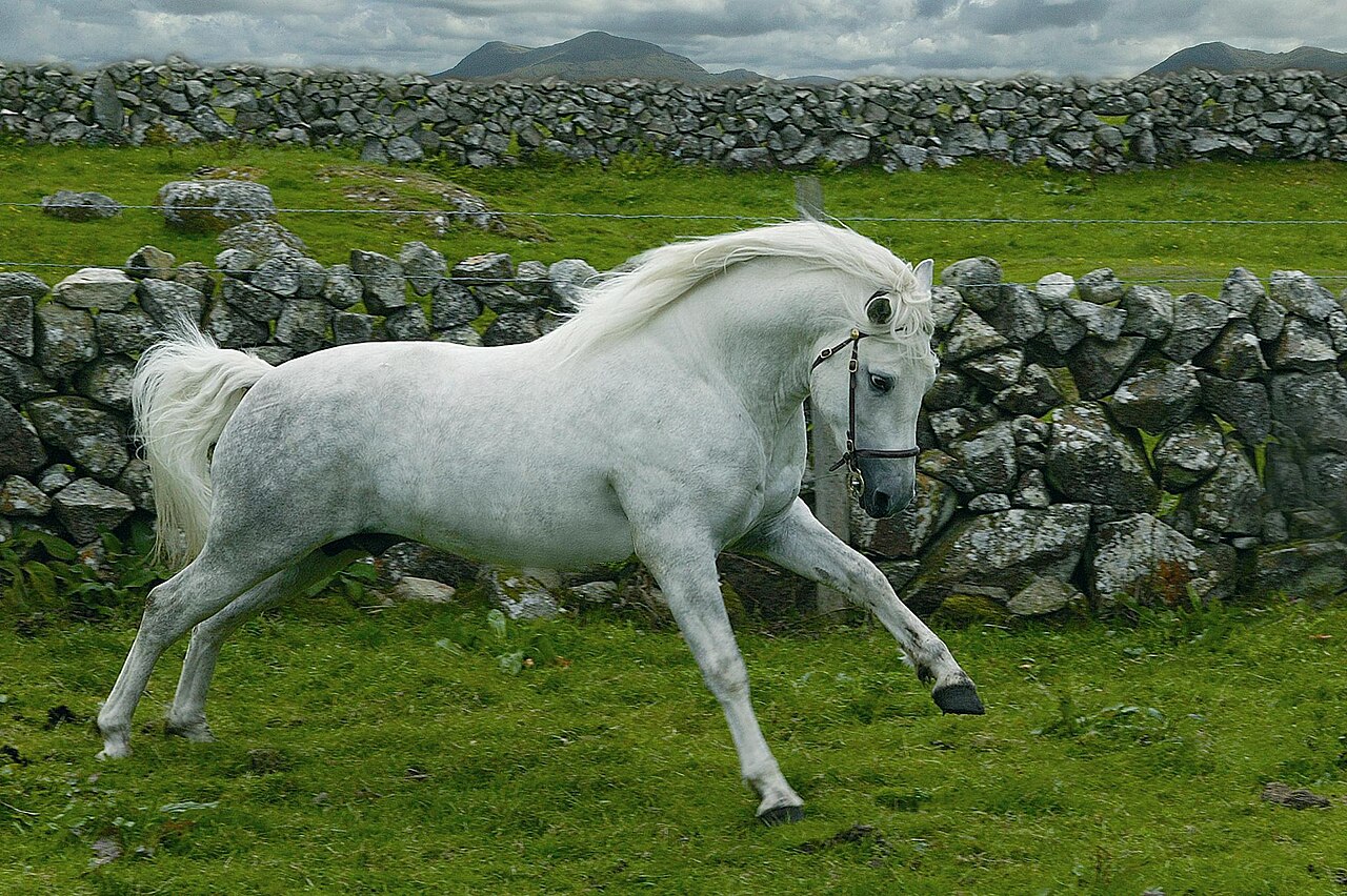 Kuc Connemara