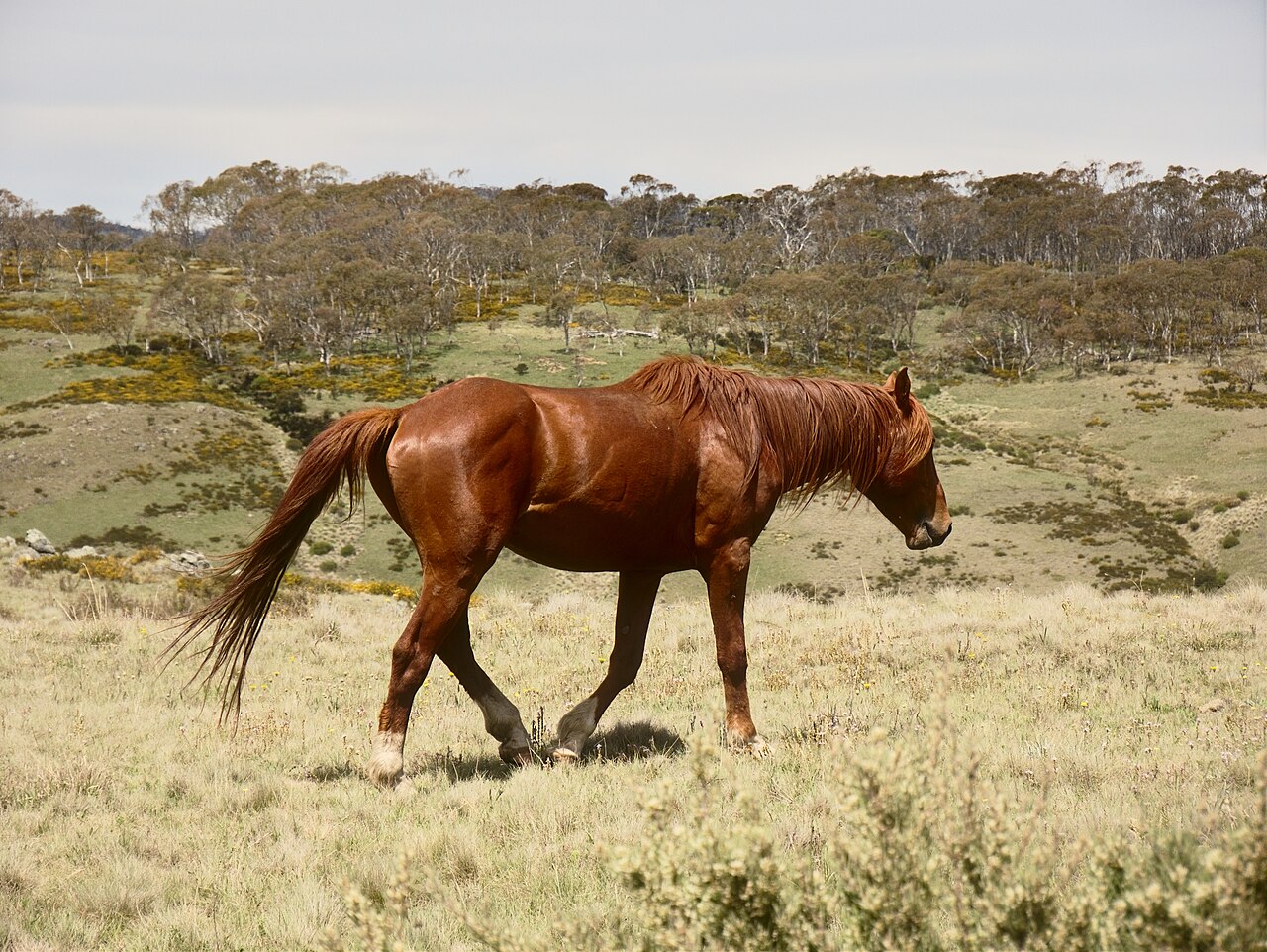 Brumby
