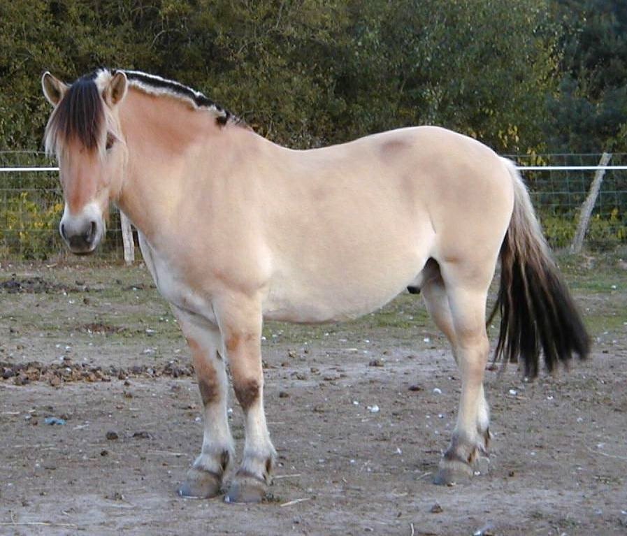 Koń fiordzki