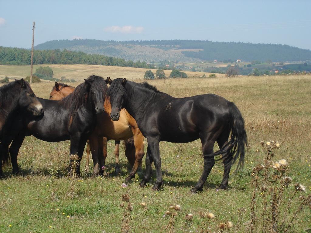Górski konik bośniacki