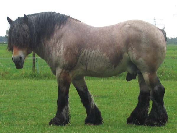 koń belgijski
