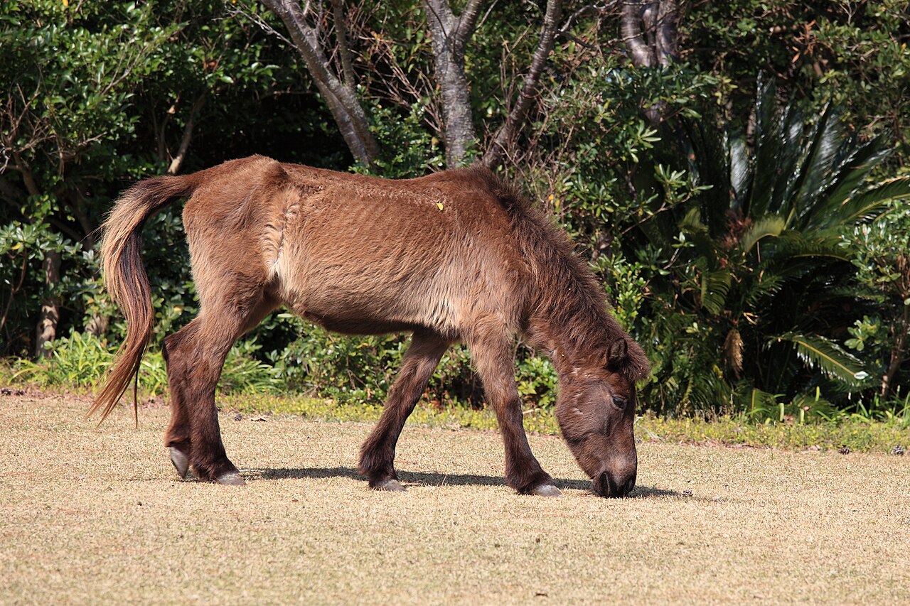 Tokara horse