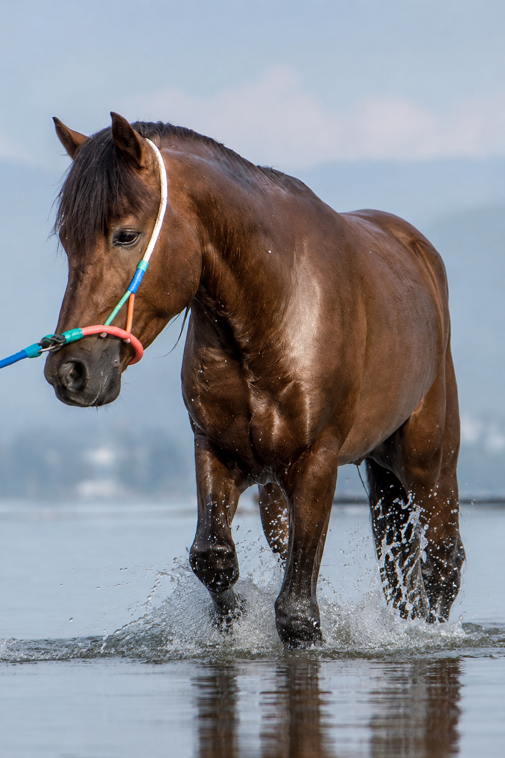 Sumbawa Pony
