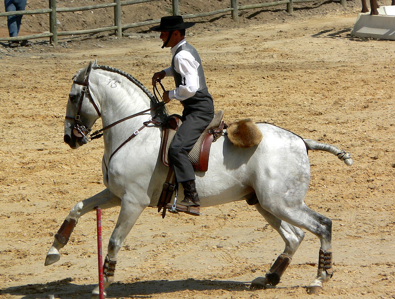 Lusitano
