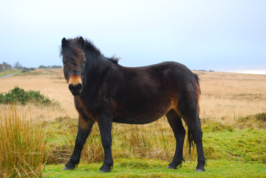 Kuc Exmoor